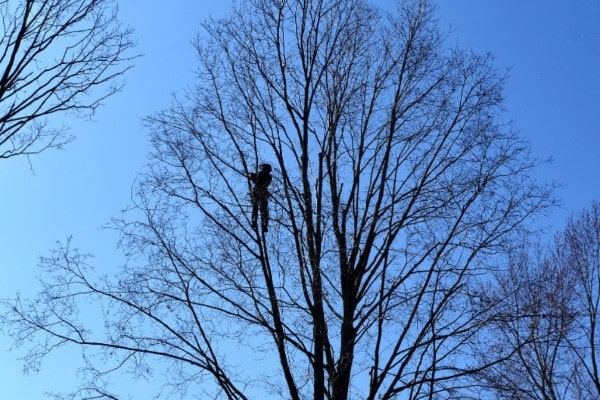 élagage d'arbres hauteur