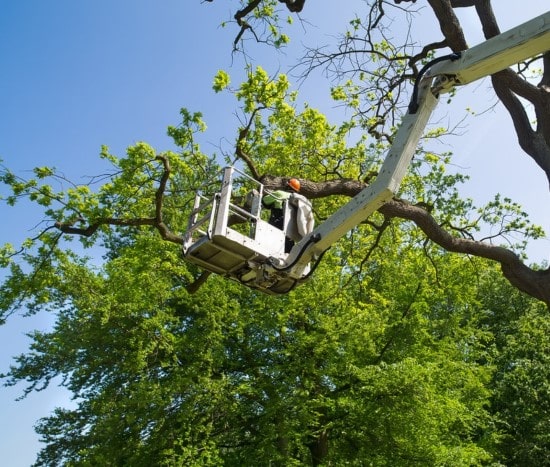 camion nacelle elagueur
