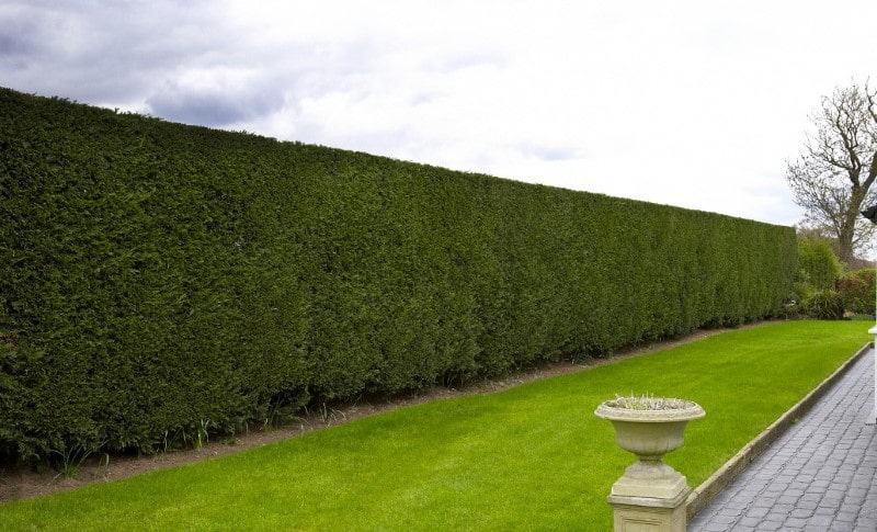 taille de haies dans jardin