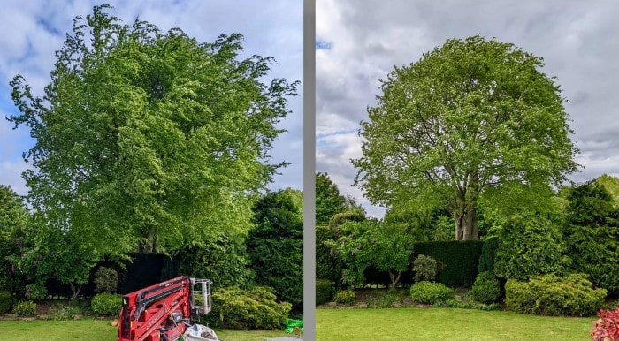 elagage d'arbres - Avant après