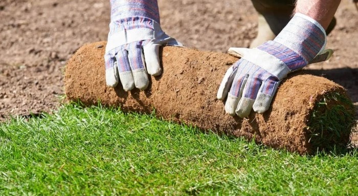 pose de pelouse en rouleau