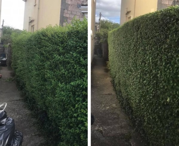 taille haies - avant /après